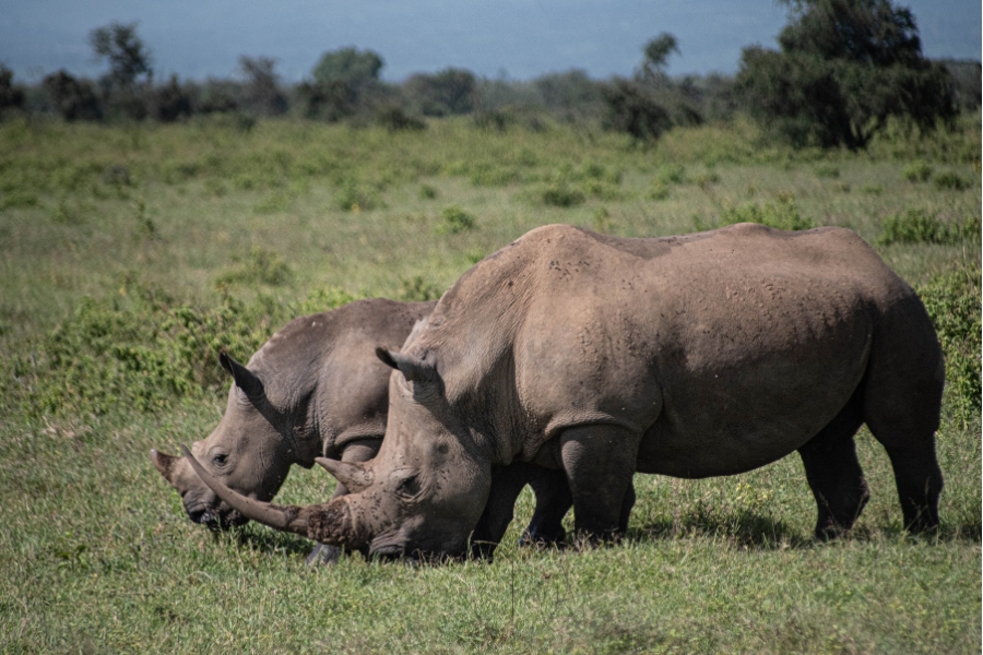 Rhino