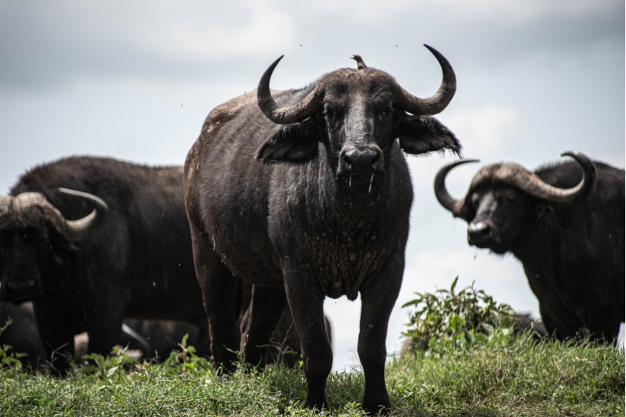 Water buffalo