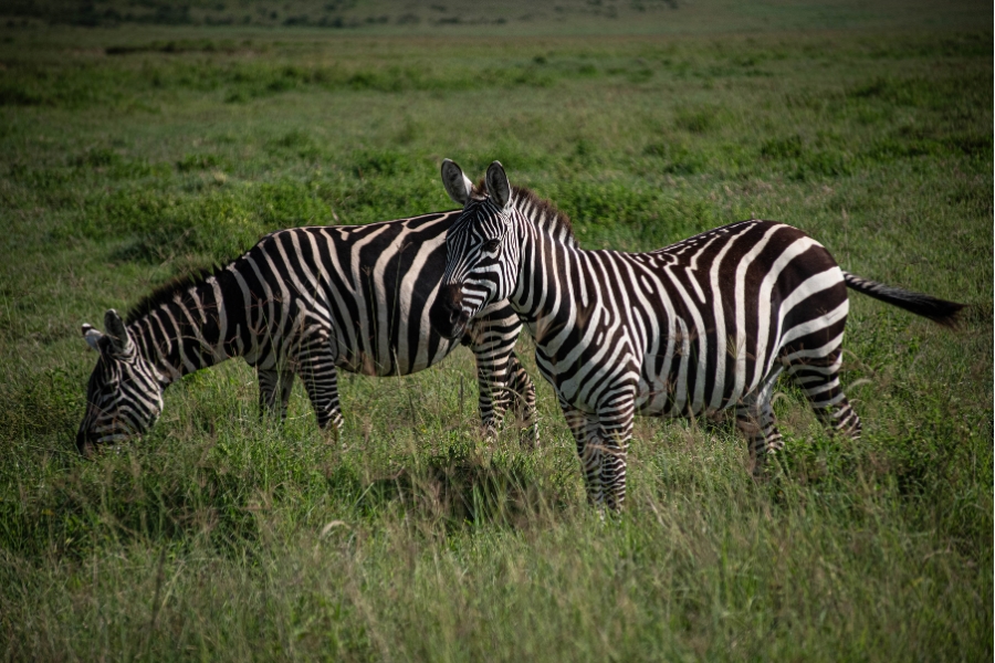 zebra