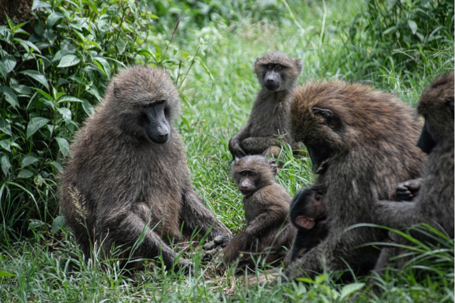 baboons
