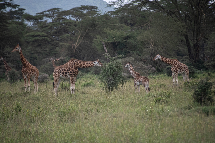 giraffe