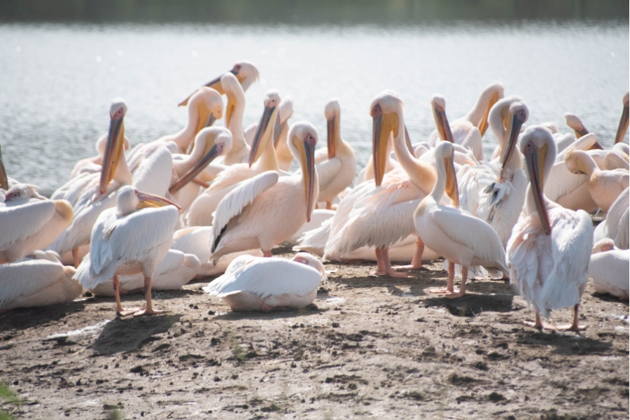 Kenya pelicans