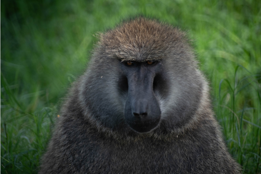 Kenya Baboon