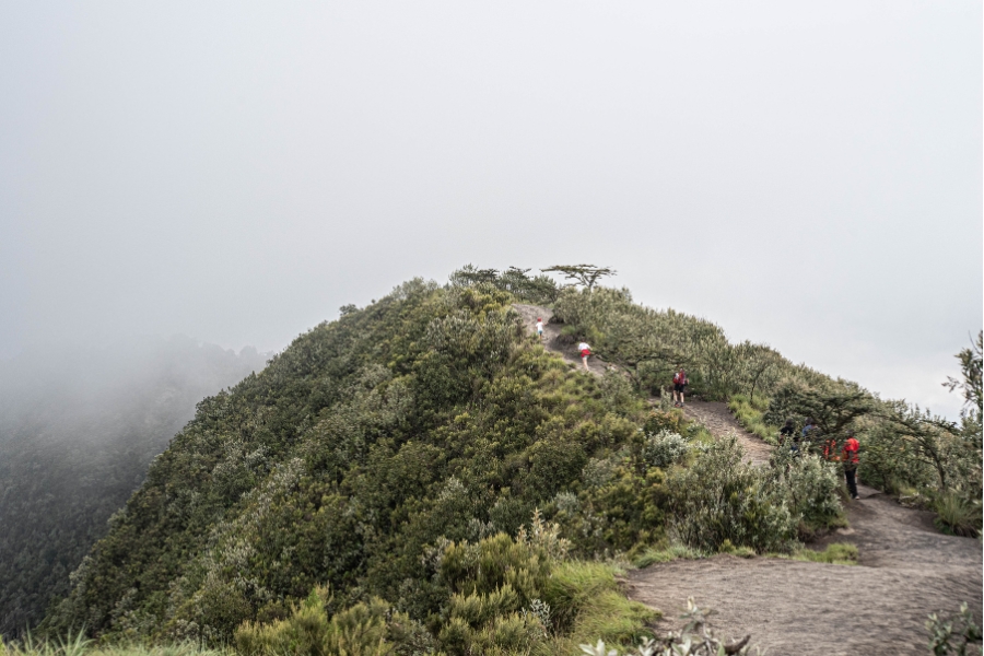 Kenya mist