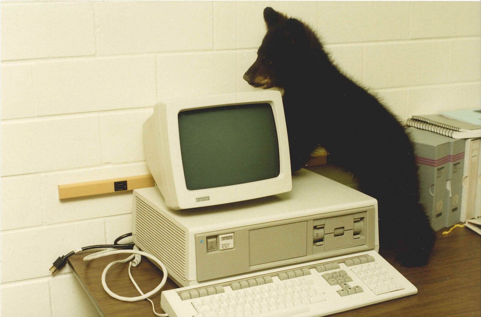 A vintage photo of a bear cub standing on a computer